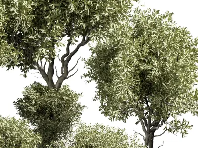 Indoor plant 14 3D model