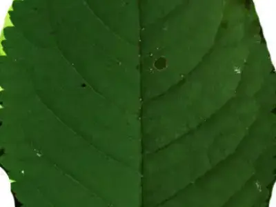 Rosa green Free 3D model