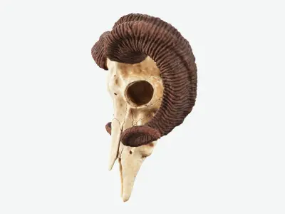 Bighorn Ram Skull PBR Low-poly 3D model