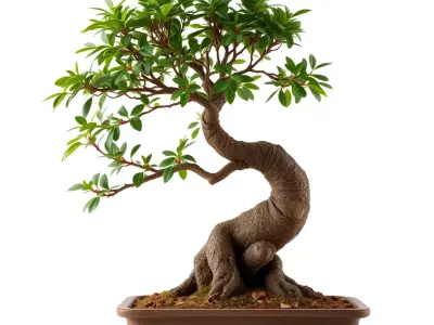 Elegant Bonsai Tree model pack Low-poly 3D model