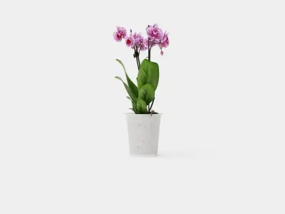 Phalaenopsis hybr 15 mini flower mix Low-poly 3D model