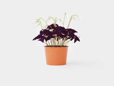 Oxalis triangularis Low-poly 3D model