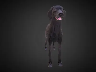 Kurtshaar Black Low Polygon Art Animal Low-poly 3D model