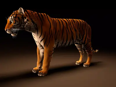 Tiger rig model with muscle simulation and xgen grooming Low-poly 3D model
