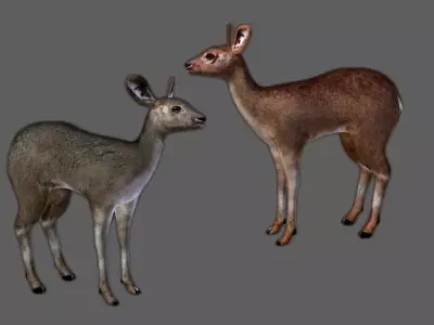 Roe Deer - Fawn Cub Baby Low-poly 3D model