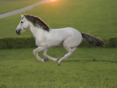 Rigged and animated white horse Low-poly 3D model