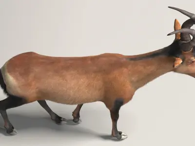 RED HARTEBEEST 3D model