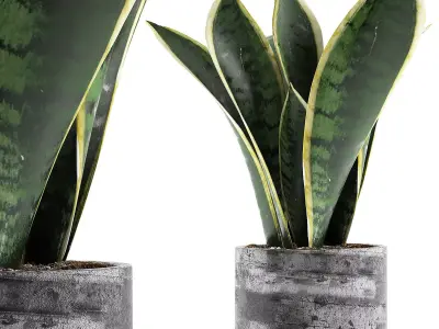 Plants Collection 111 3D model