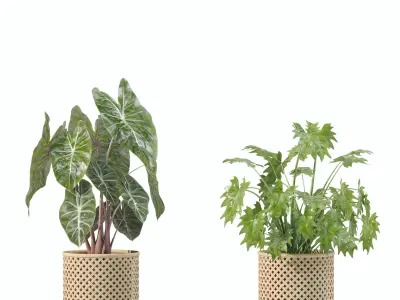 Plants collection 206 - alocasia strelitzia cactus  philodendron 3D model
