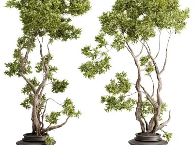 Tree Plants in a old wooden Pot - Indoor Plant set 673 3D model