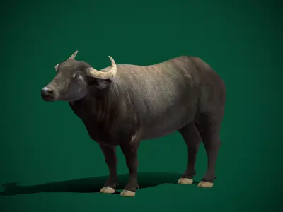 Asian Water Buffalo Animals 3D model