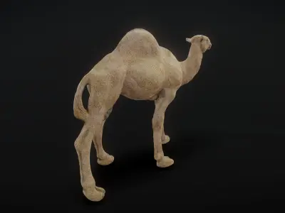 camel 3D model purchase