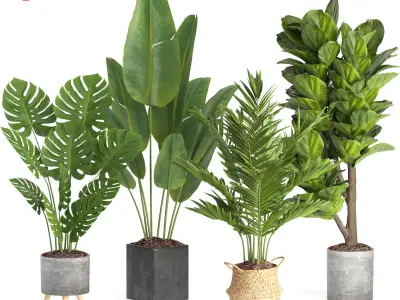 indoor plant set009 collection 3D model