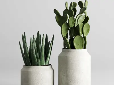 indoor plant ficus lyrata palm cactus concrete dirt vase 3D model