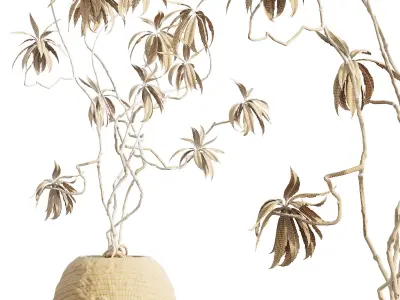 AV HousePlants Japandi Decorative Minimalism Ficus Marginata03 3D model