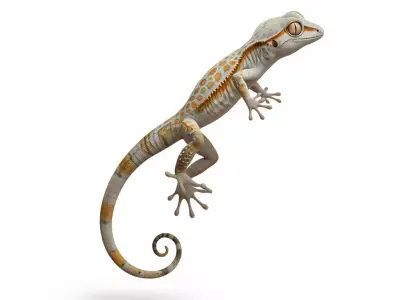 Realistic Leopard Gecko HighDetail Reptile Natural Patterns Low-poly 3D model