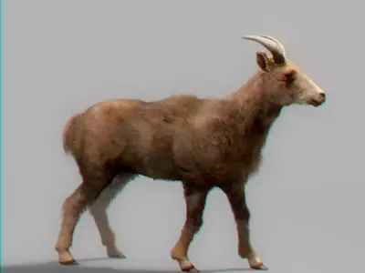 Rigged Mountain Goat 3D model