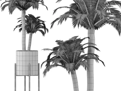 Plants Collection 134 Beach Palm 3D model