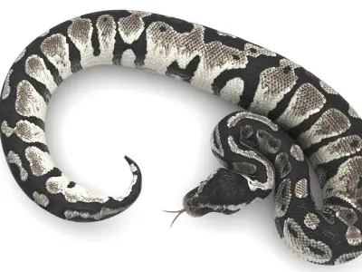 Axanthic Ball Python Snake 3D model