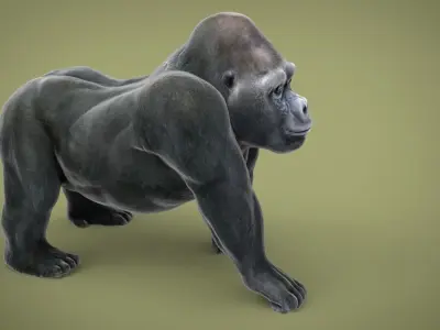 GORILLA Low-poly 3D model order