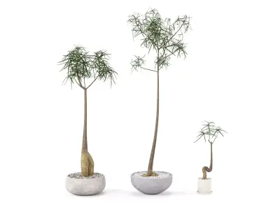 Plant Bottle Tree - Brachychiton Rupestris 3D model