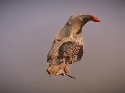 Photorealistic scanned nutria skull  Low-poly 3D model
