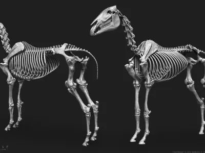 3D Horse Skeleton 3D model