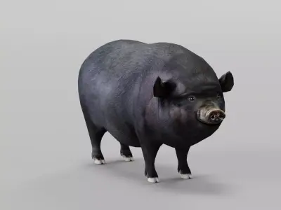 Vietnamese Pot-Bellied Pig Animal Low-poly 3D model