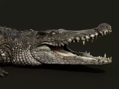 Crocodile 2024 3D model