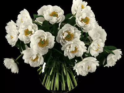 White peonies 3D model