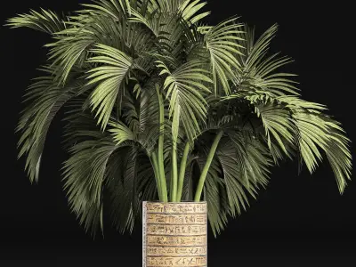 Plants Collection 163 Egyptian Palm 3D model