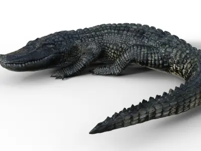 Alligator 3D model