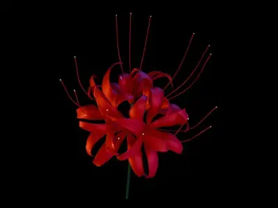 Lycoris Free low-poly 3D model