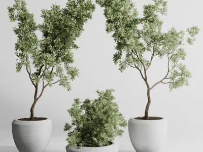 Collection indoor outdoor plant 288 plant tree 3D model