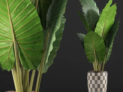 Plants Collection 88 3D model