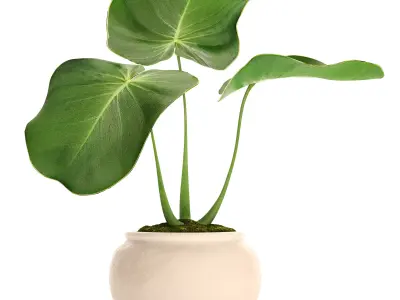 Tropical plant in pot 2 3D model