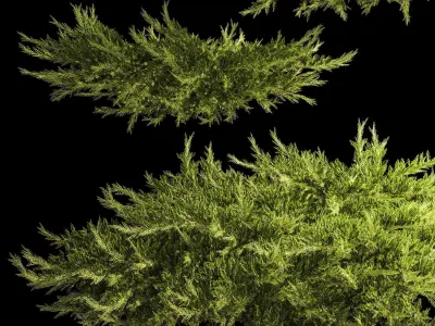 Juniper and thuja bushes for landscape design 1164 3D model