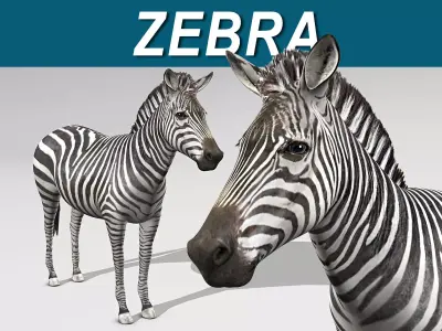 Zebra 3D model
