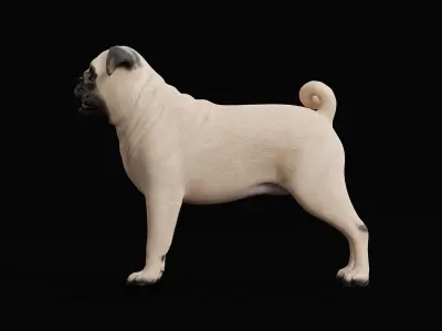 Pug Dog Breed Low-poly 3D model