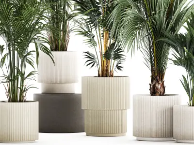 Set Of Beautiful Howea Palms In White Pots Neanthe 1408 3D model