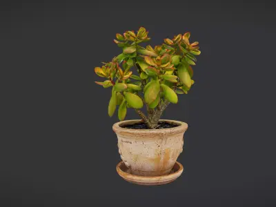 plant crassula 3D model