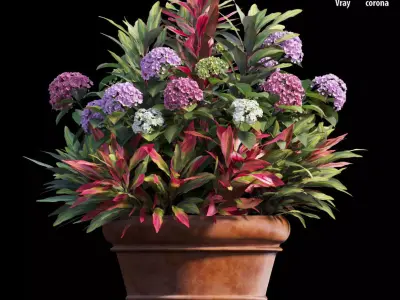 Hydrangea in planters set 07 3D model