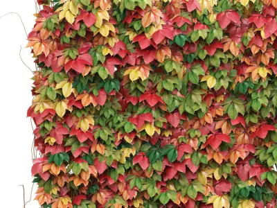 Decorative wall of autumn leaves of grapes Low-poly 3D model