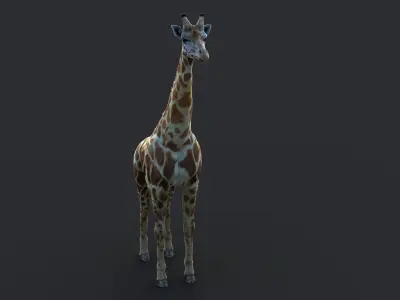 Giraffe XGEN CORE ANIMATED 3D model