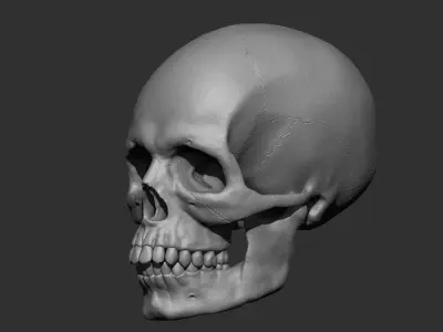 Skull Base Mesh 3D print model