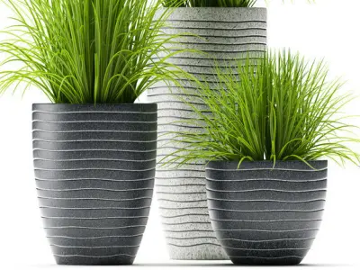 Grass plants 3D model