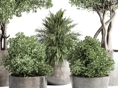 outdoor plant 170 pot old olive tree palm concrete old vase  Low-poly 3D model
