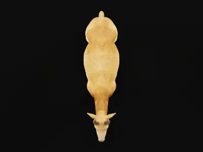 Saiga Antelope Mammal 3D model