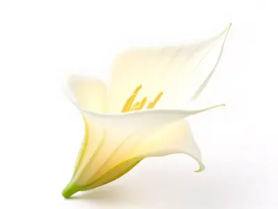 Elegant Lily Flower model pack Low-poly 3D model