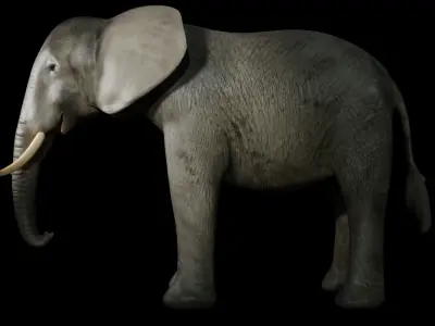 elephant  for game 3D model